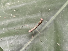 Mantodea