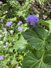 Graphocephala coccinea