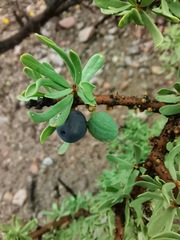Forestiera