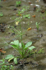 Alisma gramineum