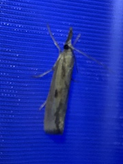 Agriphila inquinatella