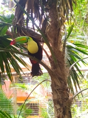 Ramphastos sulfuratus