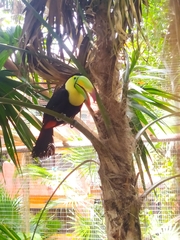 Ramphastos sulfuratus