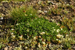 Trifolium thalii