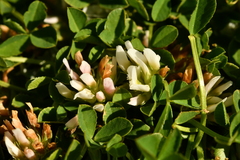 Trifolium thalii