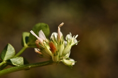 Trifolium thalii