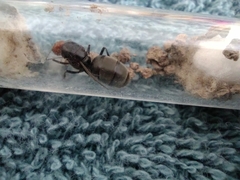 Myrmecocystus placodops