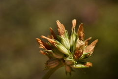 Trifolium thalii
