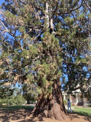 Sequoiadendron
