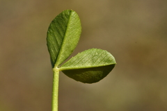 Trifolium thalii
