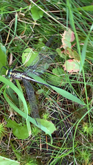 Dromogomphus spinosus