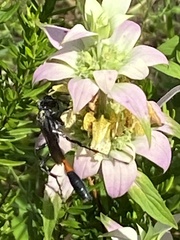 Ammophila