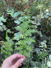 Cystopteris fragilis