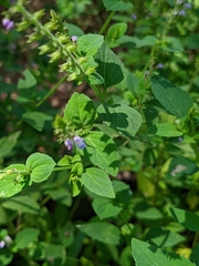 Mosla dianthera