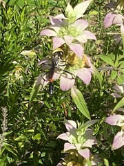 Ammophila