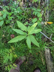 Eutrochium maculatum