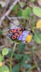Zygaena fausta