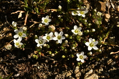 Arenaria ciliata multicaulis