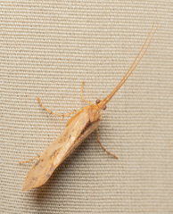 Limnephilus