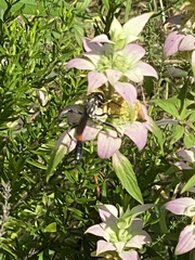 Ammophila