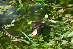 Lithobates catesbeianus