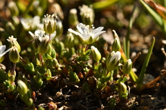 Arenaria ciliata multicaulis