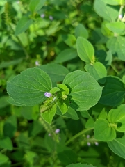 Mosla dianthera