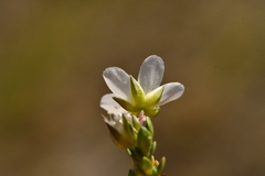 Arenaria ciliata multicaulis