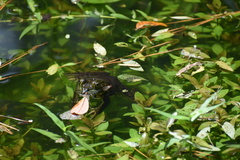Lithobates catesbeianus