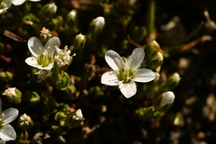 Arenaria ciliata multicaulis