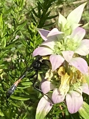 Ammophila
