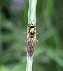 Melanostoma mellinum