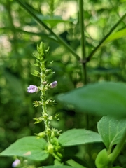 Mosla dianthera