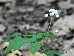 Actaea rubra neglecta