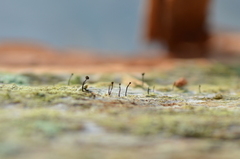 Chaenotheca trichialis