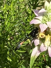 Ammophila