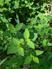 Mosla dianthera