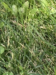 Aspidoscelis neotesselatus