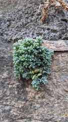 Sedum dasyphyllum