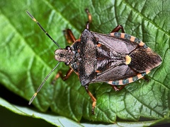 Pinthaeus sanguinipes