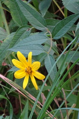 Helianthus divaricatus