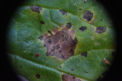 Entyloma