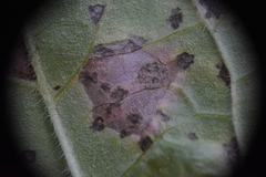 Entyloma