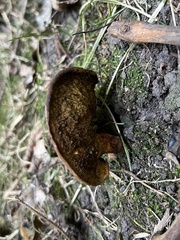 Boletinellus merulioides