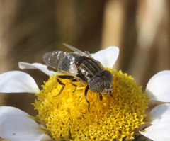Eristalinus aeneus