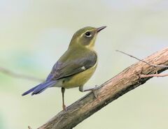 Setophaga caerulescens