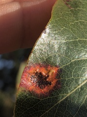 Gymnosporangium sabinae