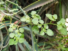 Salpichroa origanifolia