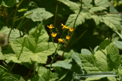 Senecio integerrimus