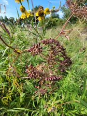 Cicuta maculata victorinii